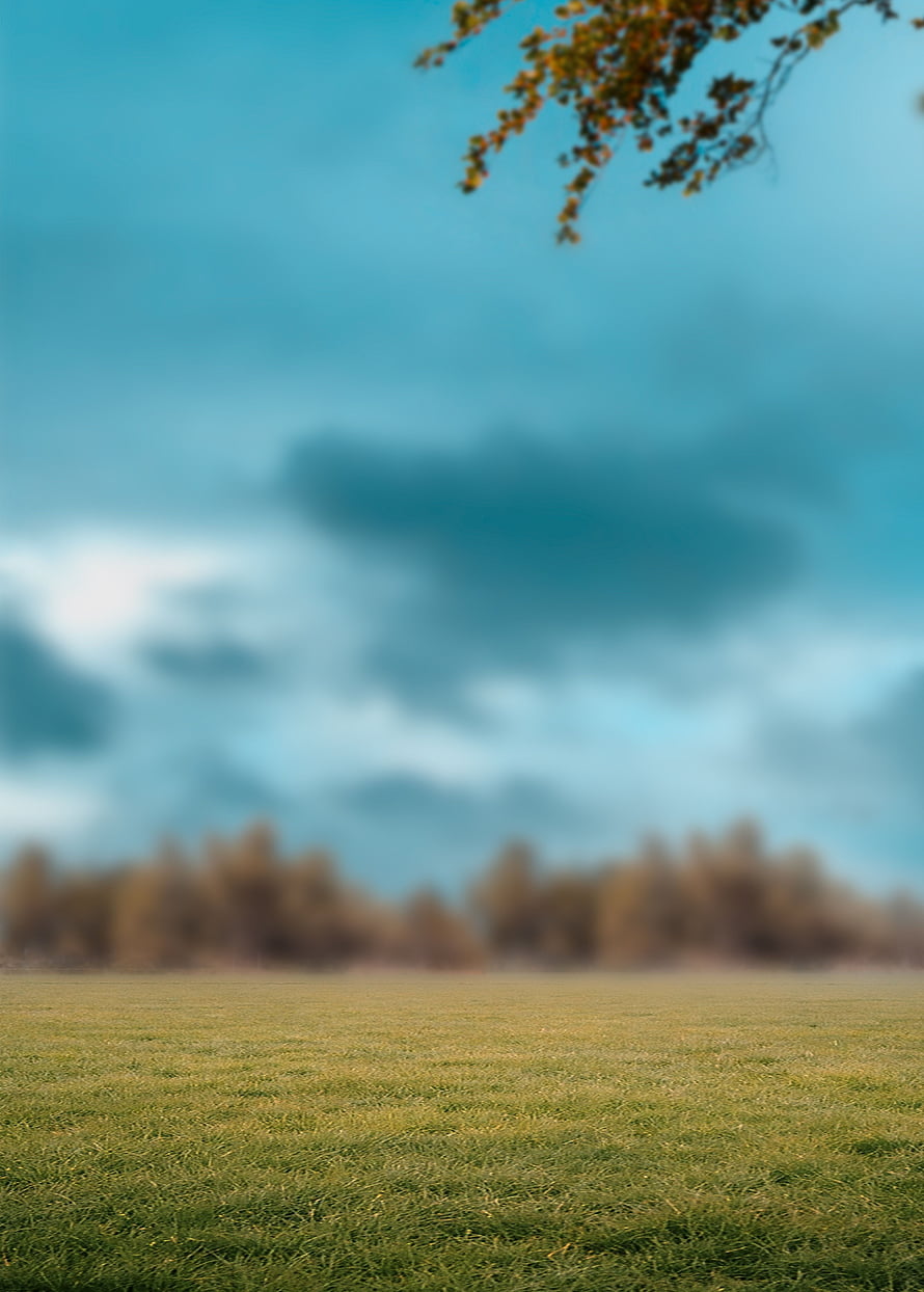 Serene Autumn Meadow with Soft Focus Sky and Distant Tree Line HD phone wallpaper
