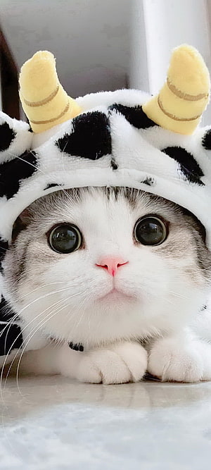 Adorable White Cat Wearing a Cow Costume Hat with Big Eyes HD phone wallpaper