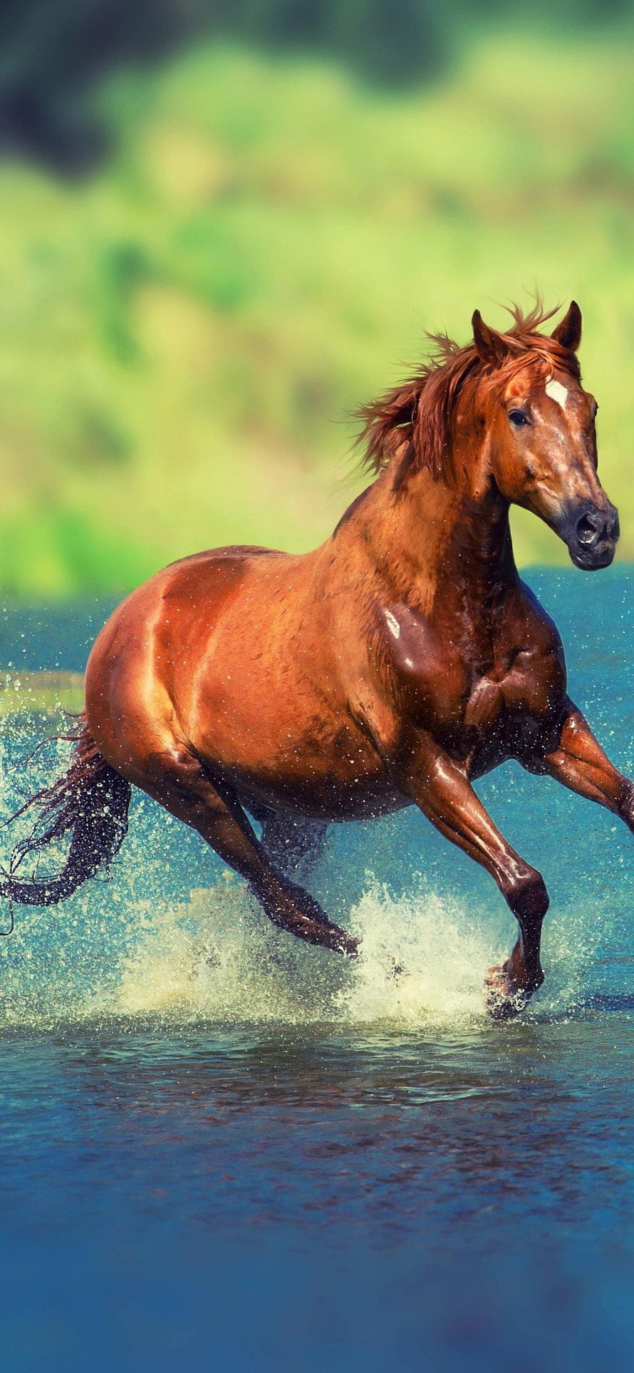 Chestnut Horse Galloping Through Shallow Water With Splash HD phone wallpaper