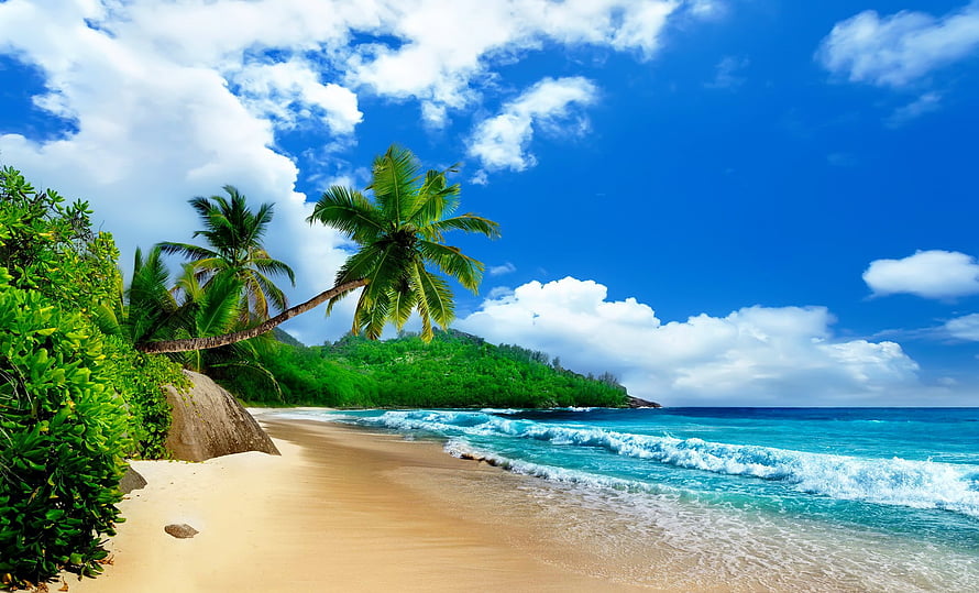 Tropical Island Beach with Leaning Palm Trees and Turquoise Ocean Waves HD wallpaper