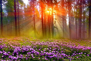 Sunlit Forest Meadow With Purple Crocuses And Golden Rays HD wallpaper
