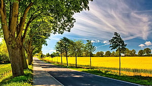 Serene Countryside Road Lined With Trees And Golden Wheat Fields Under A Blue Sky HD wallpaper