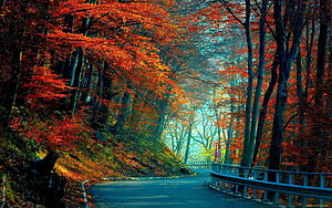 Winding Forest Road Through Vibrant Autumn Foliage and Tall Trees HD wallpaper
