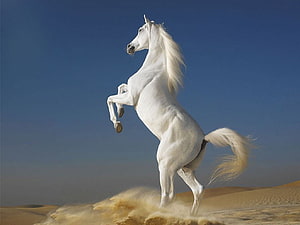 Majestic White Horse Rearing in Desert Sand Under Clear Blue Sky HD wallpaper