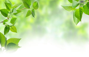 Fresh Green Leaves on a Soft Blurred Background for Nature and Wellness Themes HD wallpaper