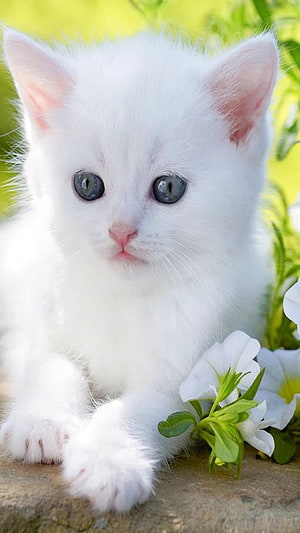 Fluffy White Kitten With Blue Eyes Resting Near White Flowers In A Sunny Garden HD phone wallpaper