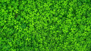Vibrant Green Clover Field With Dew Drops And Lush Spring Foliage HD wallpaper