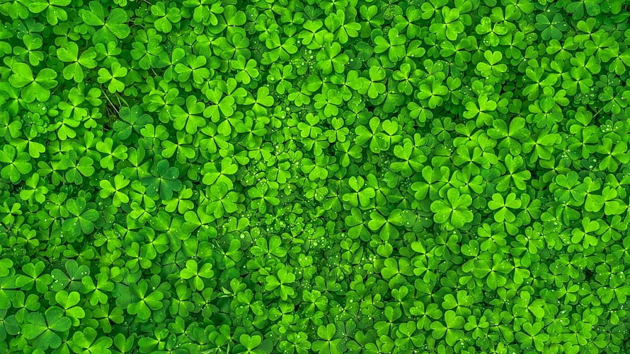 Vibrant Green Clover Field With Dew Drops And Lush Spring Foliage HD wallpaper