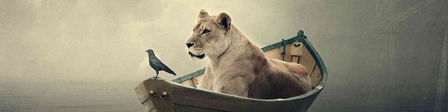 Majestic Lioness and Raven in a Wooden Rowboat on Misty Water HD wallpaper