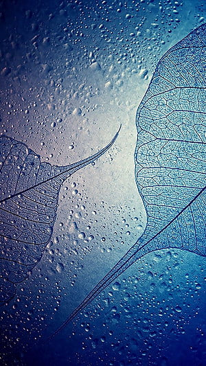 Translucent Leaf Veins on Wet Glass with Water Droplets in Cool Blue Tones HD phone wallpaper