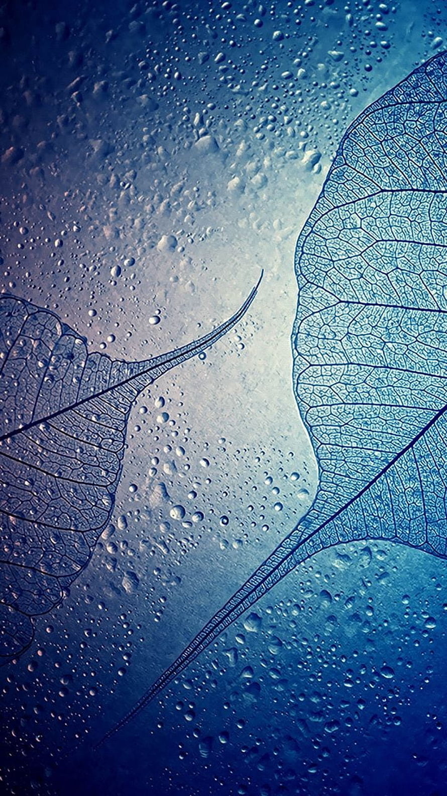 Translucent Leaf Veins on Wet Glass with Water Droplets in Cool Blue Tones HD phone wallpaper