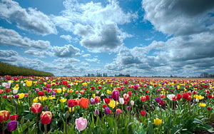 Vast Field of Colorful Tulips Under a Dramatic Cloudy Sky HD wallpaper