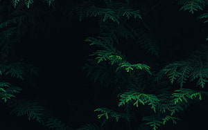 Dark Evergreen Foliage Pattern with Deep Green Conifer Branches Against Black Background HD wallpaper