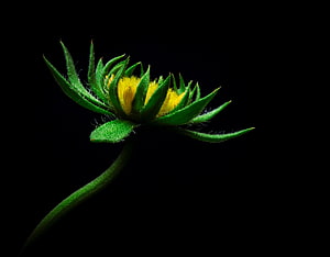 Macro Photograph of a Green Flower Bud with Yellow Center Against a Black Background HD wallpaper