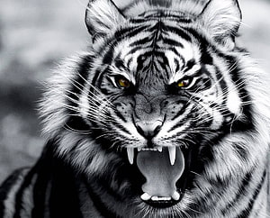 Fierce White Tiger Roar in Dramatic Black and White Close-Up Portrait HD wallpaper