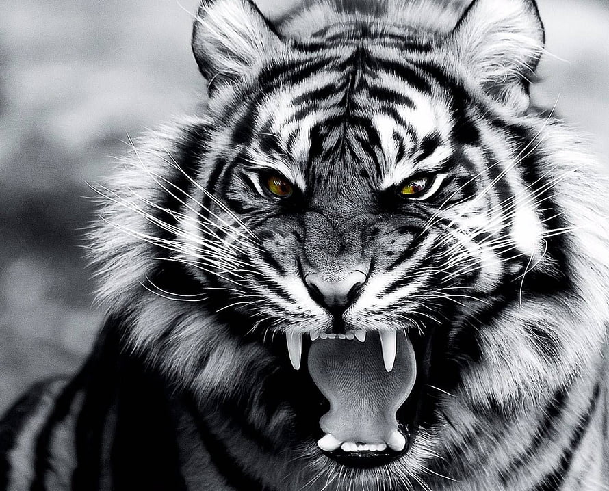 Fierce White Tiger Roar in Dramatic Black and White Close-Up Portrait HD wallpaper