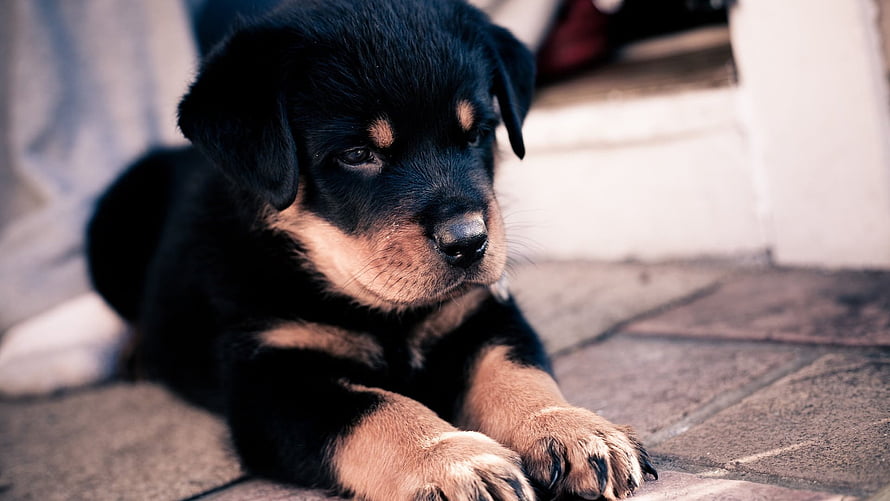 Adorable Rottweiler Puppy Resting on Stone Patio with Soft Natural Lighting HD wallpaper