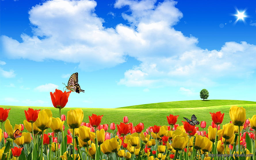 Vibrant Tulip Meadow with Butterflies Under a Bright Blue Sky HD wallpaper