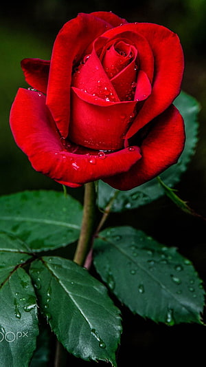 Vibrant Red Rose with Dew Drops on Green Leaves HD phone wallpaper