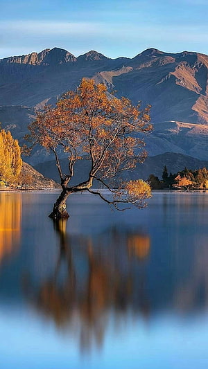 Lone Autumn Tree Standing in Calm Lake with Mountain Range Reflection HD phone wallpaper