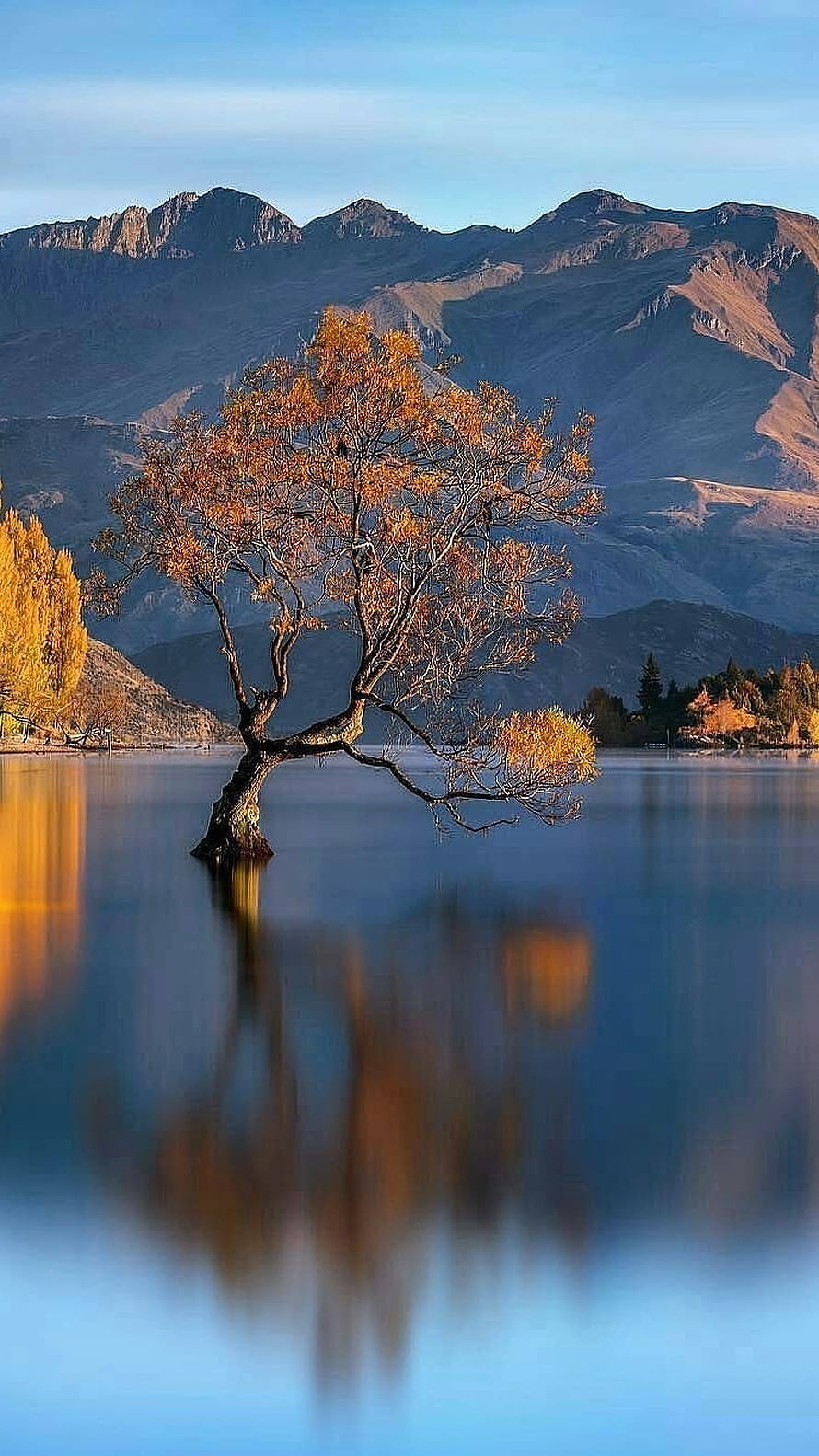 Lone Autumn Tree Standing in Calm Lake with Mountain Range Reflection HD phone wallpaper