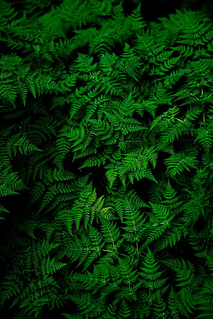Dense Green Fern Fronds in Dark Forest Undergrowth HD phone wallpaper