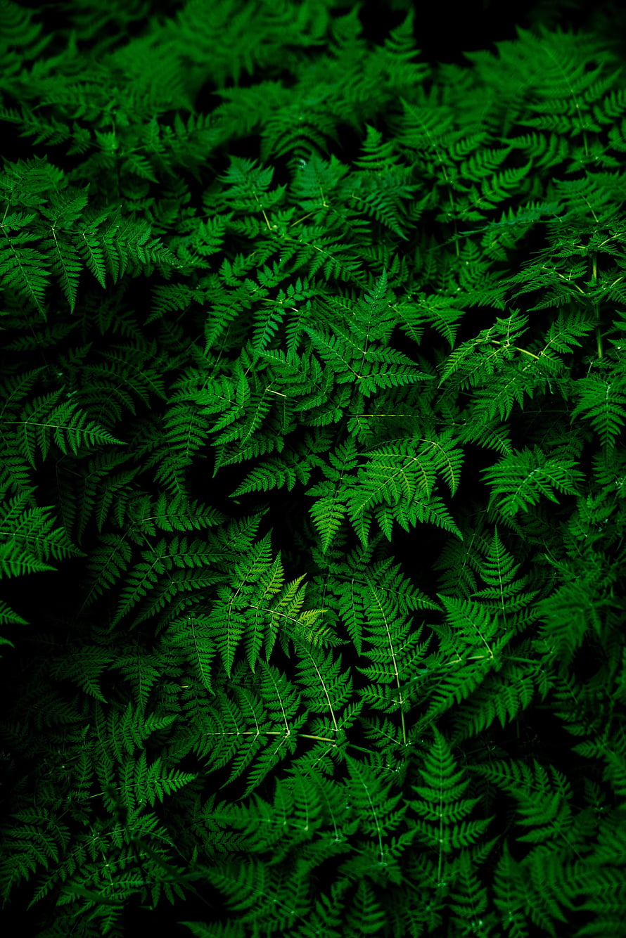 Dense Green Fern Fronds in Dark Forest Undergrowth HD phone wallpaper