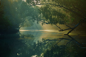 Sunlit Mist Over the Sundarbans Mangrove Forest in Bangladesh HD wallpaper