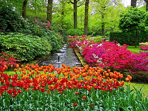 Vibrant Tulip Beds and Fountain in Keukenhof Gardens During Spring Bloom HD wallpaper