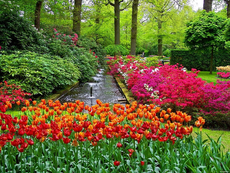 Vibrant Tulip Beds and Fountain in Keukenhof Gardens During Spring Bloom HD wallpaper