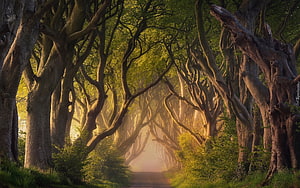 Misty Tree Tunnel on a Northern Ireland Country Road at Golden Hour HD wallpaper