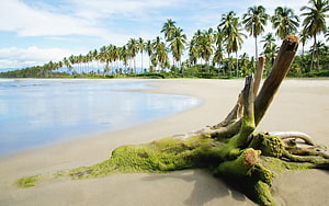 Tropical Beach Landscape With Mossy Driftwood And Palm Trees HD wallpaper