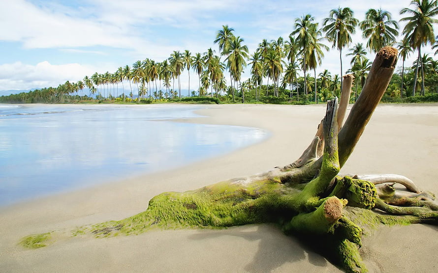 Tropical Beach Landscape With Mossy Driftwood And Palm Trees HD wallpaper