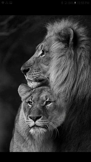 Black and White Portrait of a Male and Female Lion Couple HD phone wallpaper