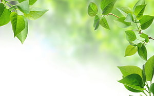 Fresh Green Leaves Framing a Soft White Background with Natural Spring Foliage HD wallpaper