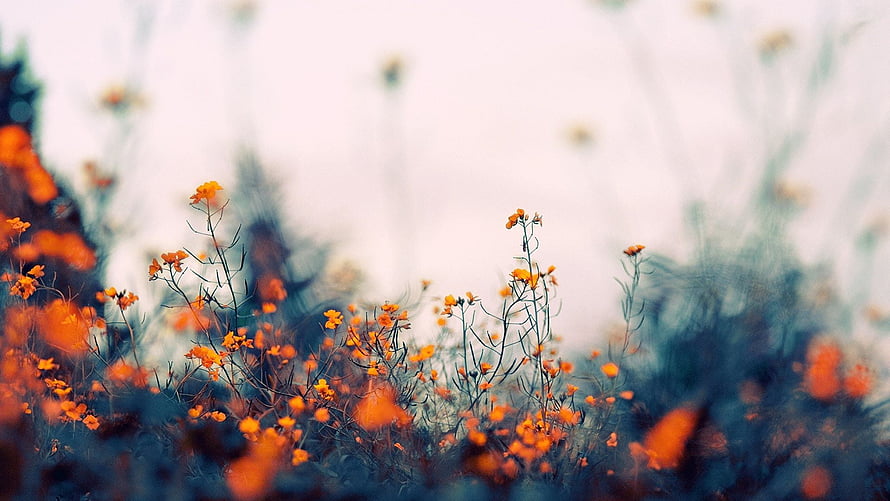 Vibrant Orange Wildflowers in a Soft Focus Meadow with Dreamy Bokeh HD wallpaper