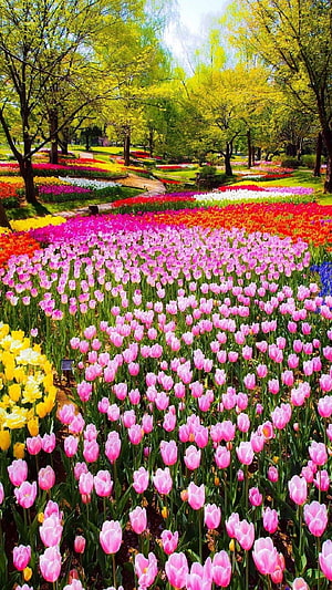 Vibrant Spring Tulip Garden with Colorful Flower Beds and Lush Green Trees HD phone wallpaper