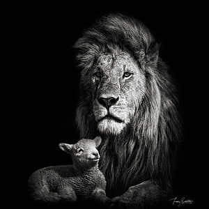 Monochrome Portrait of a Majestic Lion and a Gentle Lamb in Intimate Harmony HD phone wallpaper
