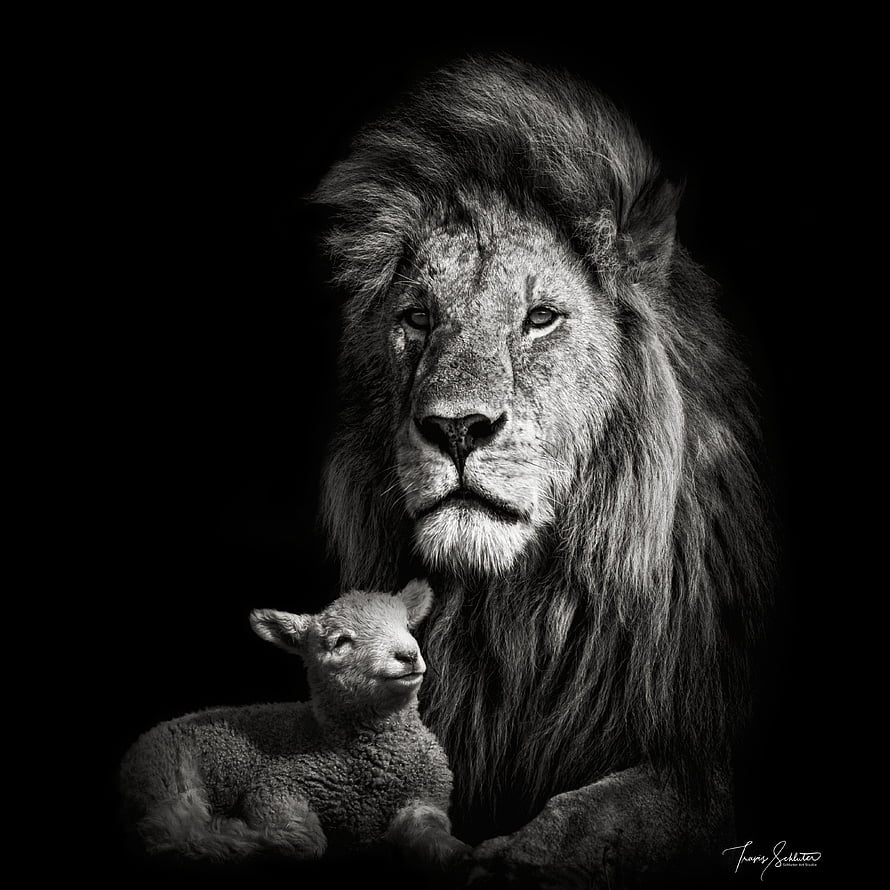 Monochrome Portrait of a Majestic Lion and a Gentle Lamb in Intimate Harmony HD phone wallpaper