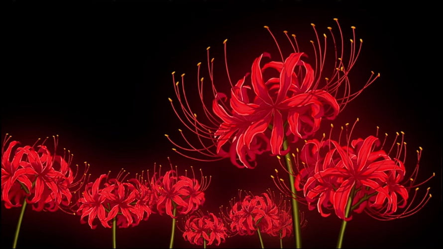 Vibrant Red Spider Lily Blooms Against a Dark Background HD wallpaper