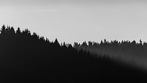 Minimalist Black and White Silhouette of a Misty Pine Forest at Dawn HD wallpaper