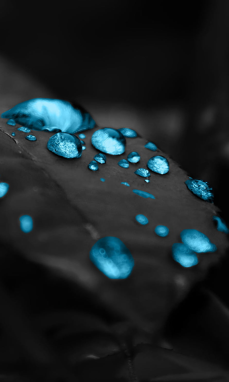 Macro Photography of Cyan Water Droplets on a Dark Leaf Surface HD phone wallpaper