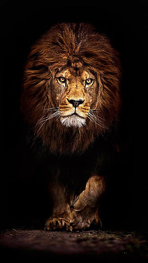 Majestic Male Lion Portrait With Full Mane Against Dark Background HD phone wallpaper