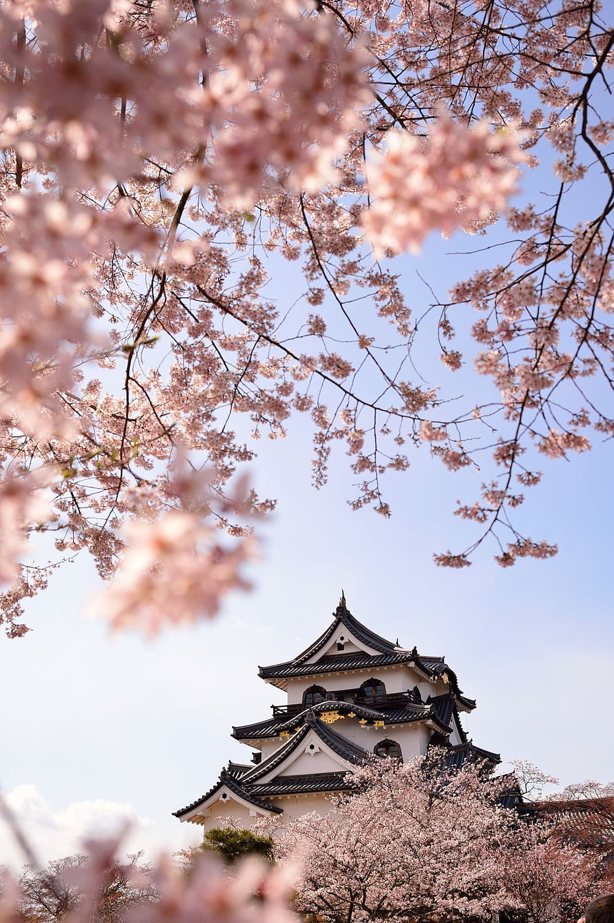 Traditional Japanese Castle Tower Framed By Soft Pink Cherry Blossoms Under A Clear Blue Sky HD phone wallpaper