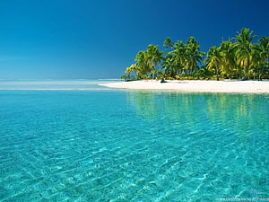 Tropical Island Beach with Crystal Clear Turquoise Water and Palm Trees HD wallpaper