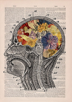 Vintage Anatomical Diagram of Human Head and Spine on Antique Dictionary Page HD phone wallpaper
