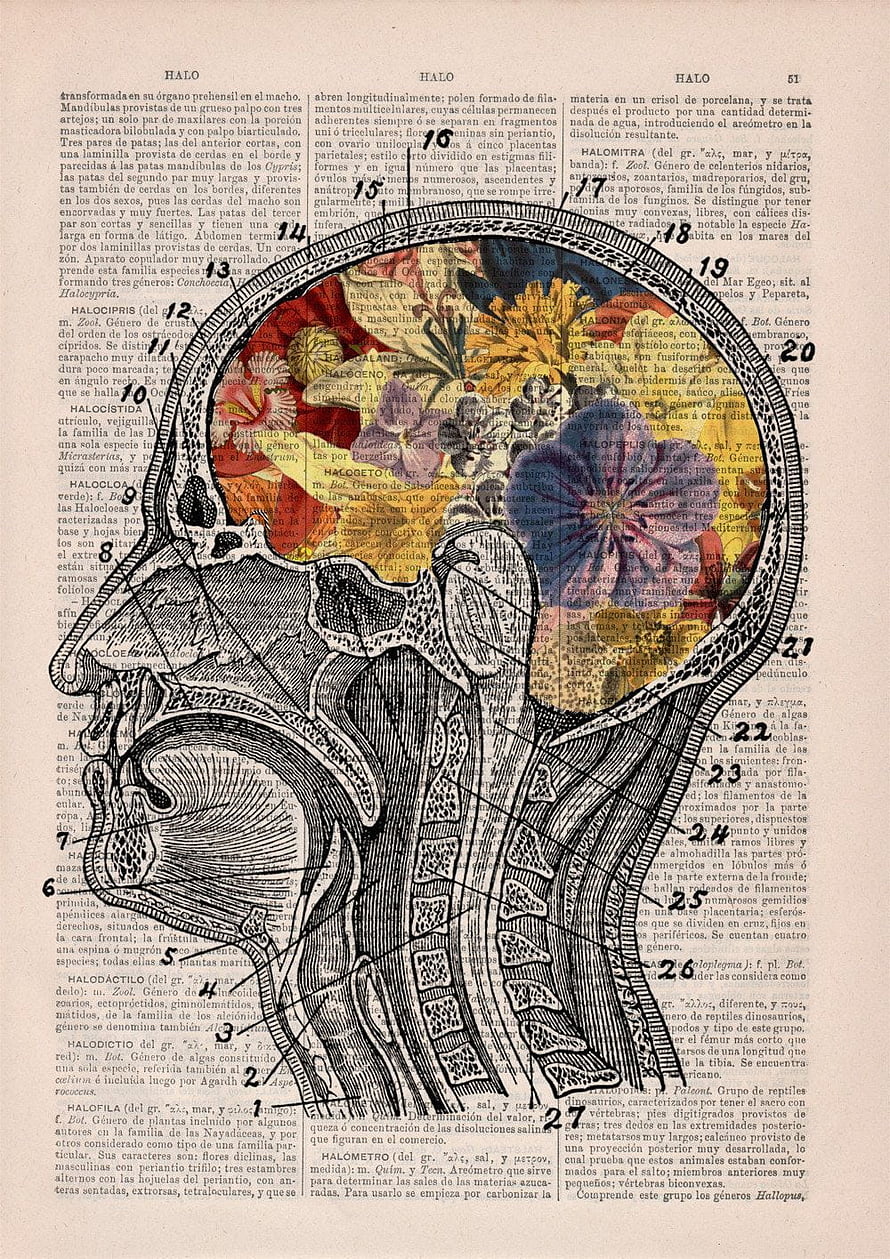 Vintage Anatomical Diagram of Human Head and Spine on Antique Dictionary Page HD phone wallpaper