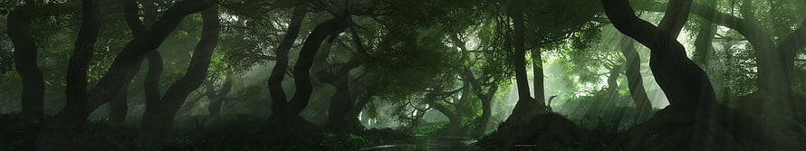 Misty Ancient Forest with Twisted Trees and Sunbeams HD wallpaper