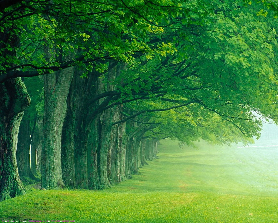 Misty Tree-Lined Pathway Through a Lush Green Forest in Early Morning Light HD wallpaper