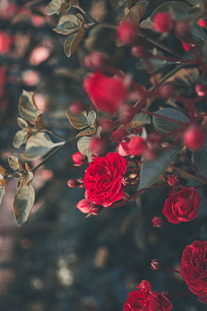 Vibrant red rose blossoms blooming on a bush with soft blurred garden background HD phone wallpaper
